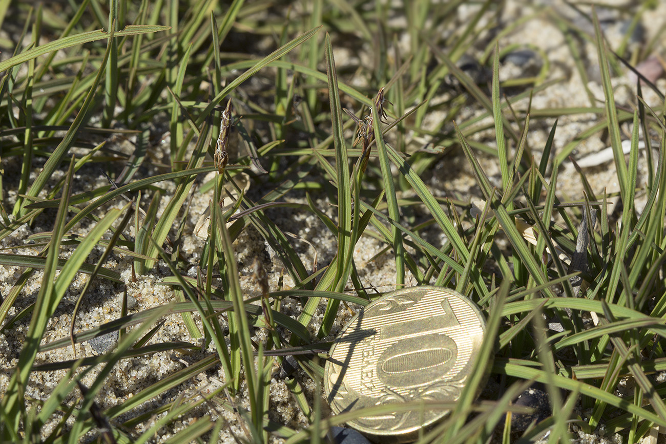 Image of Carex subspathacea specimen.