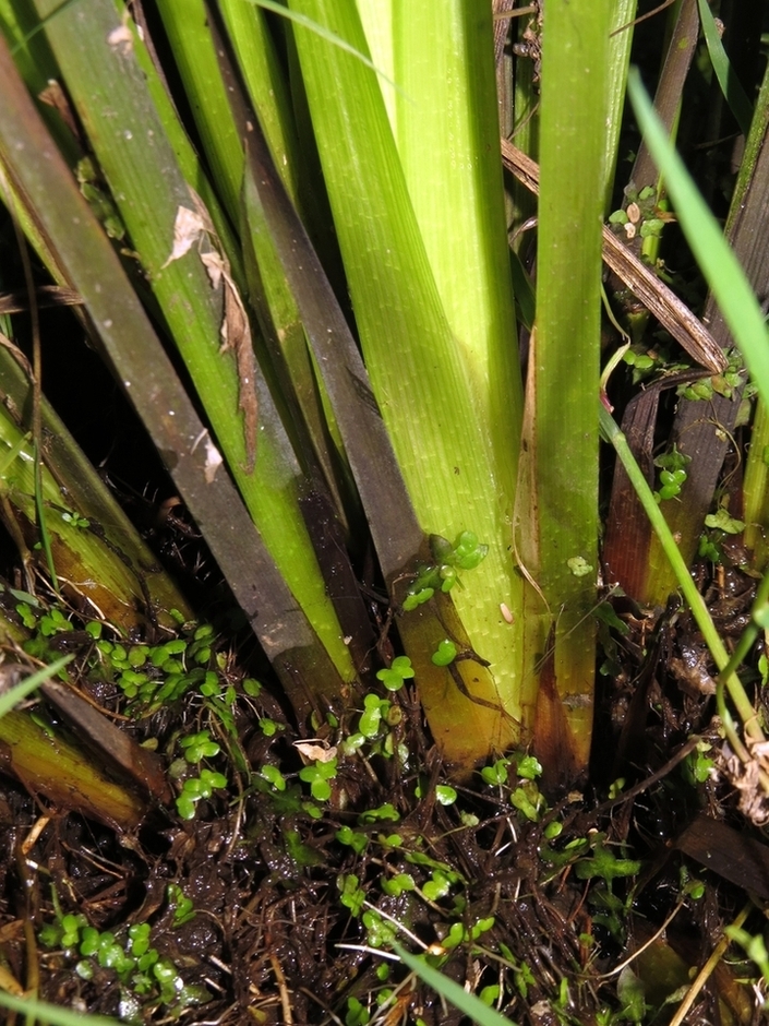 Image of Carex pseudocyperus specimen.