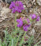 Oxytropis adamsiana