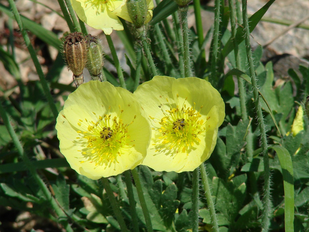 Image of Papaver nudicaule specimen.