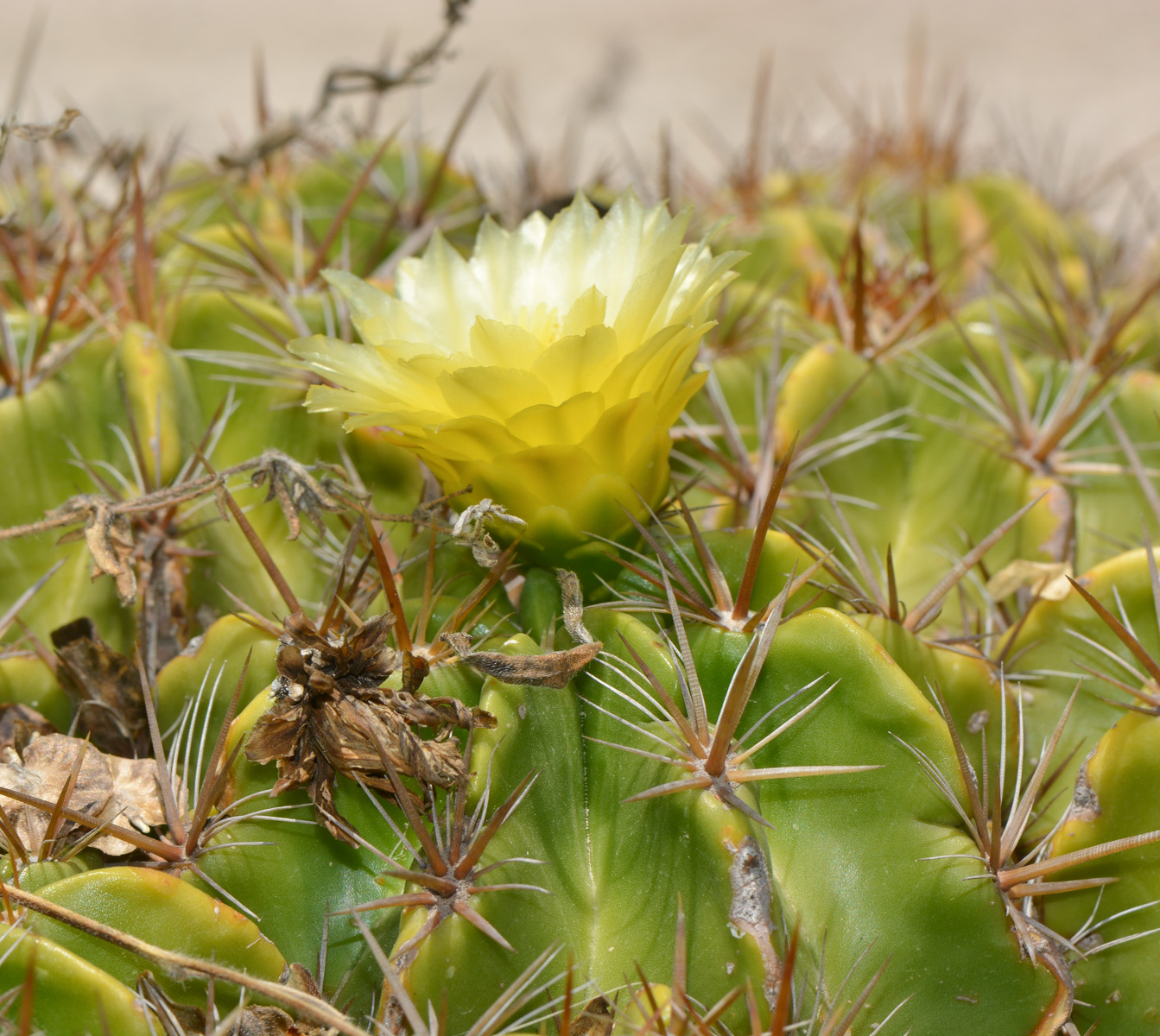 Изображение особи Ferocactus robustus.