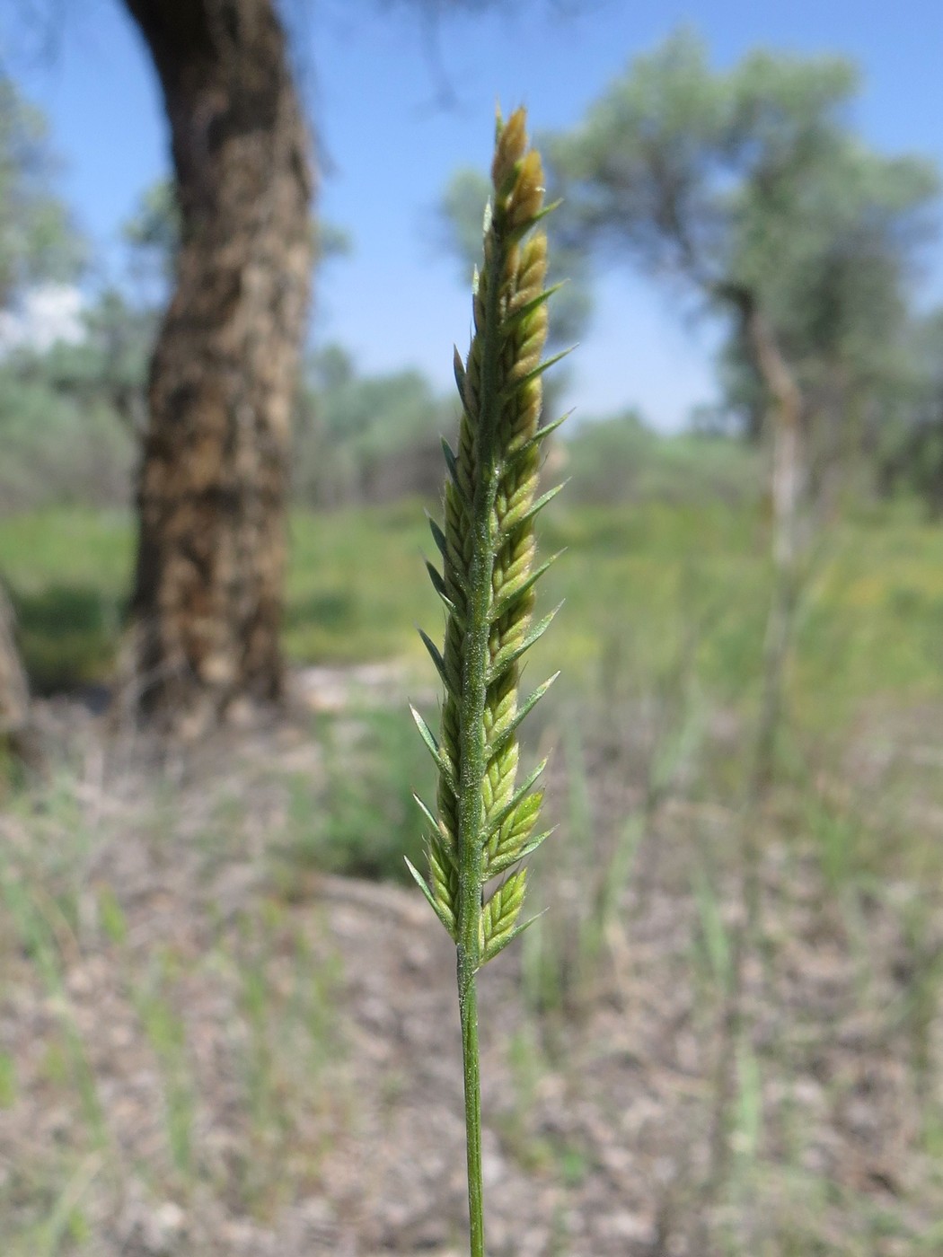 Image of Loliolum subulatum specimen.