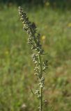 Verbascum lychnitis