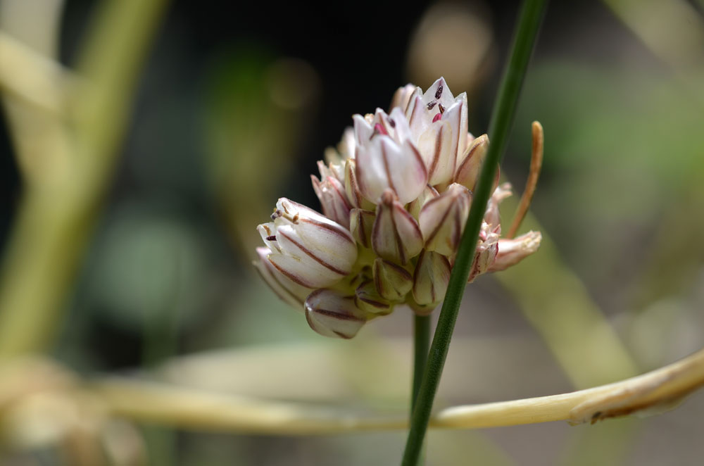 Image of genus Allium specimen.