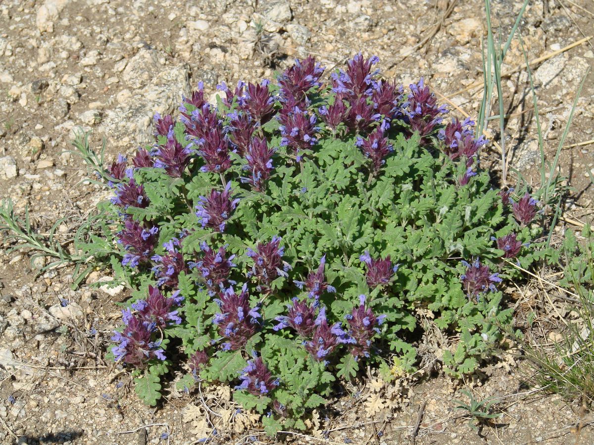 Image of Dracocephalum pinnatum specimen.