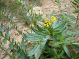 Arnebia decumbens