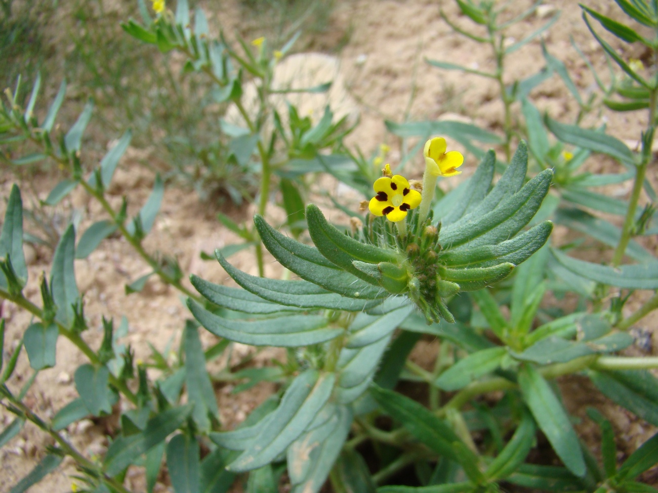 Image of Arnebia decumbens specimen.