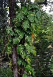Epipremnum aureum