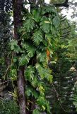 Epipremnum aureum. Вегетирующее растение на стволе дерева. Малайзия, о-в Пенанг, г. Джорджтаун, в парке. 07.05.2017.