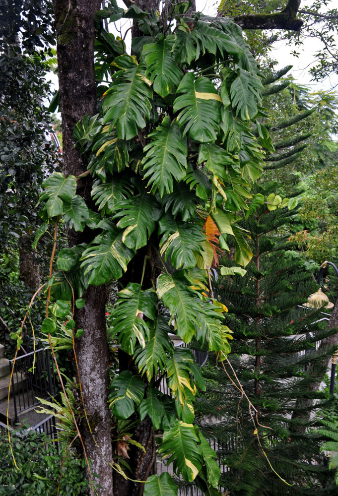 Изображение особи Epipremnum aureum.