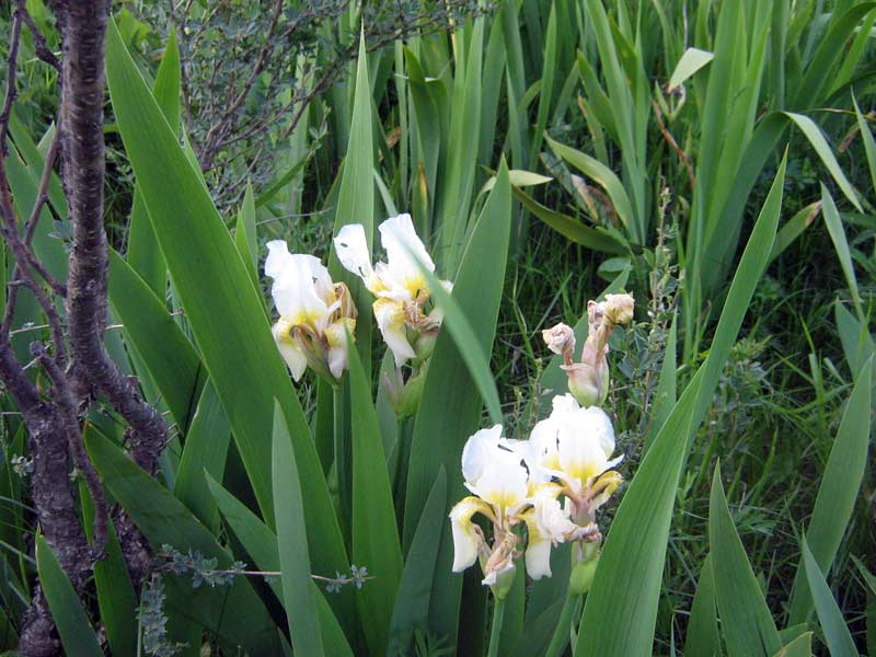 Image of Iris alberti specimen.