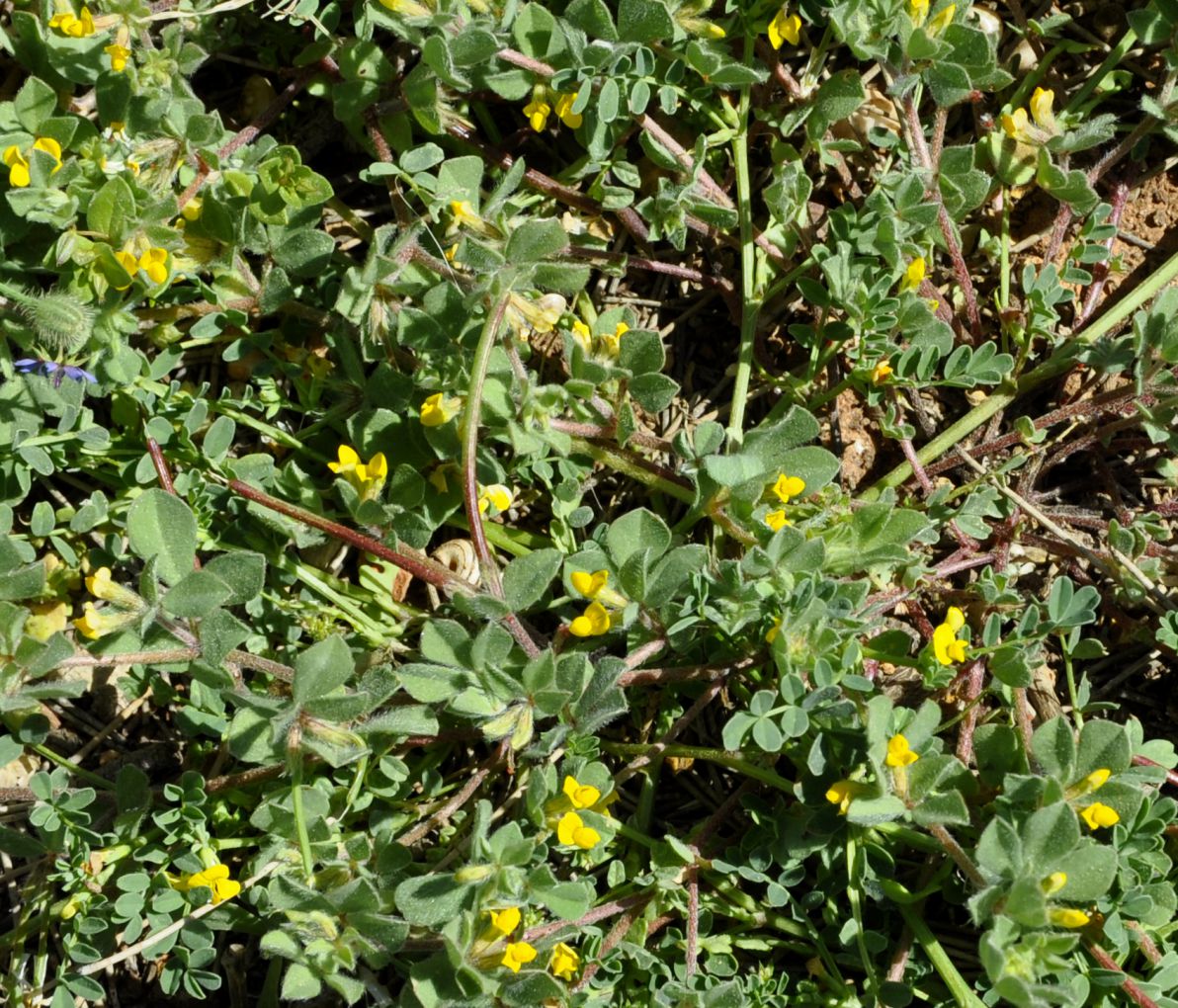 Image of Lotus peregrinus specimen.