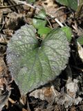 Viola dehnhardtii