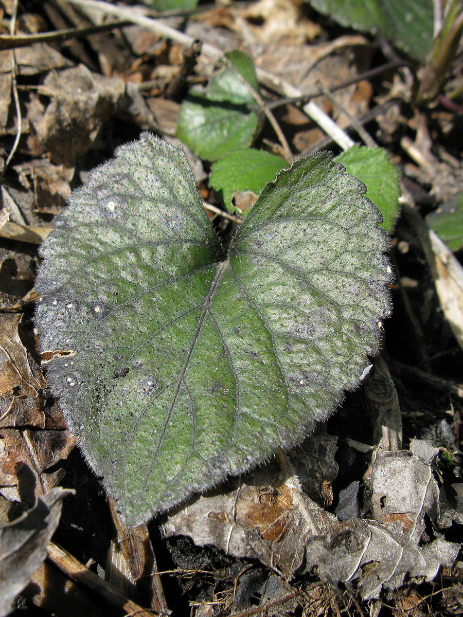 Изображение особи Viola dehnhardtii.