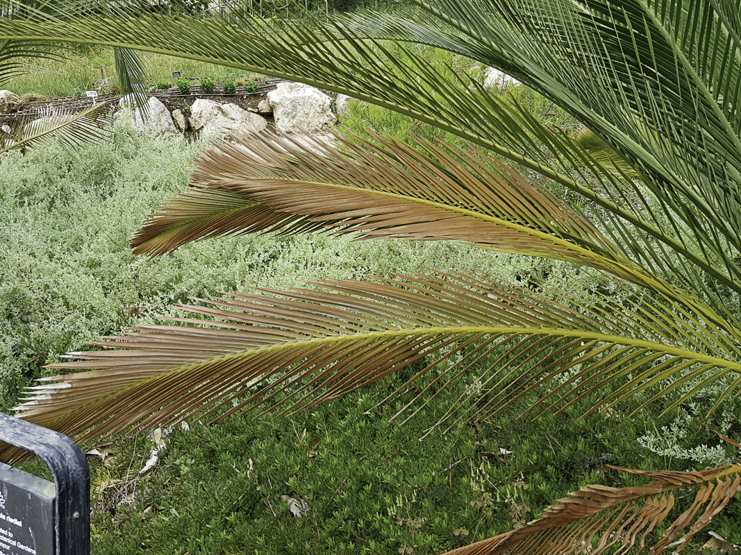 Image of Macrozamia riedlei specimen.
