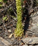 Orostachys spinosa