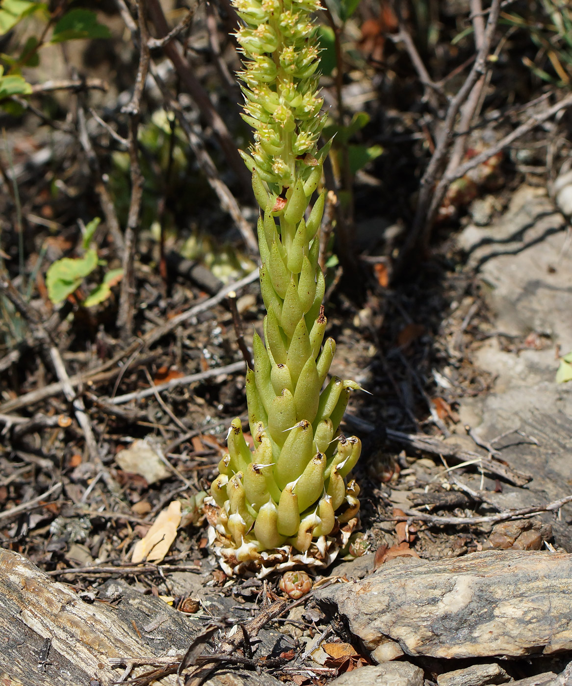 Image of Orostachys spinosa specimen.