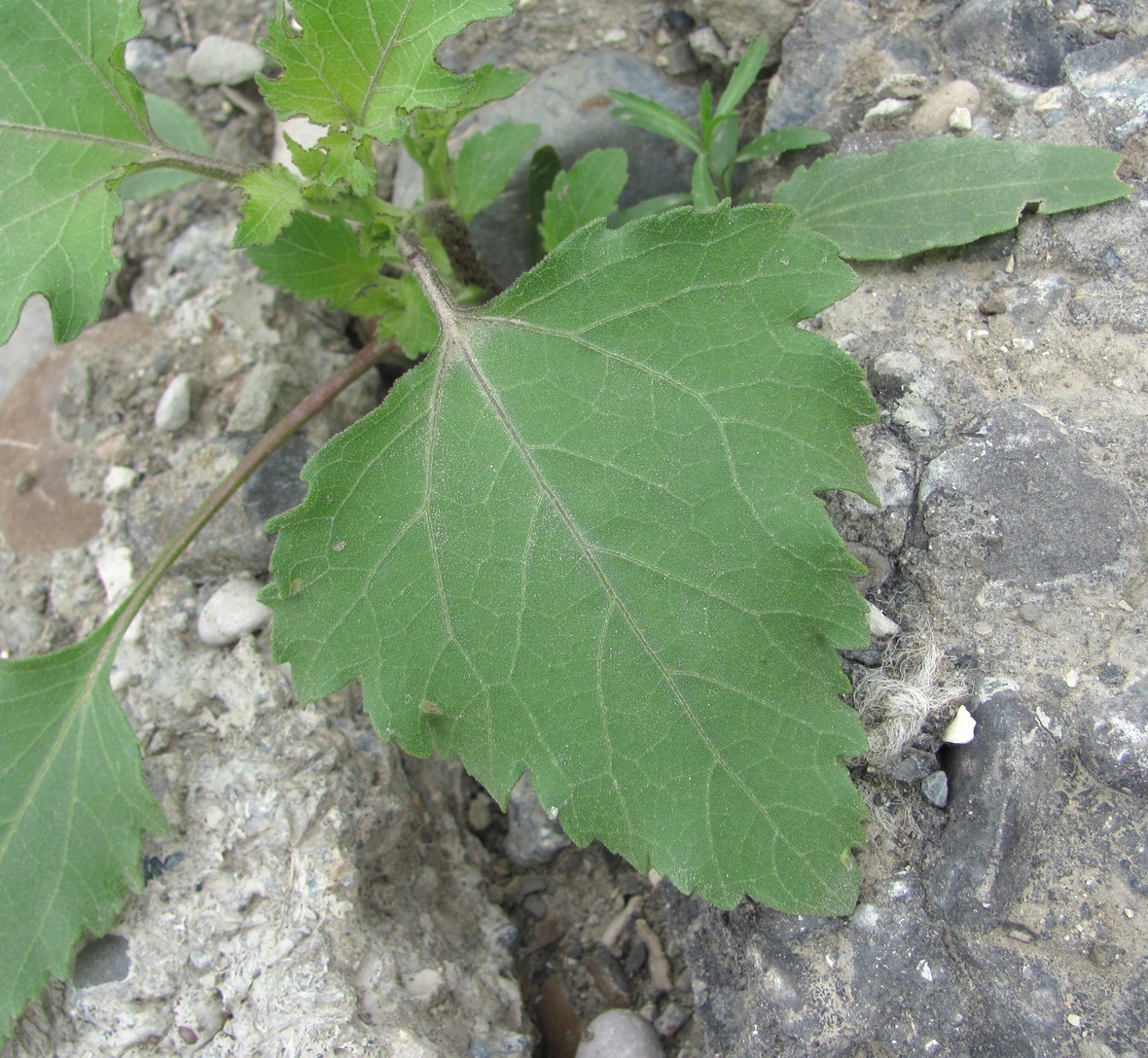 Image of Xanthium orientale specimen.