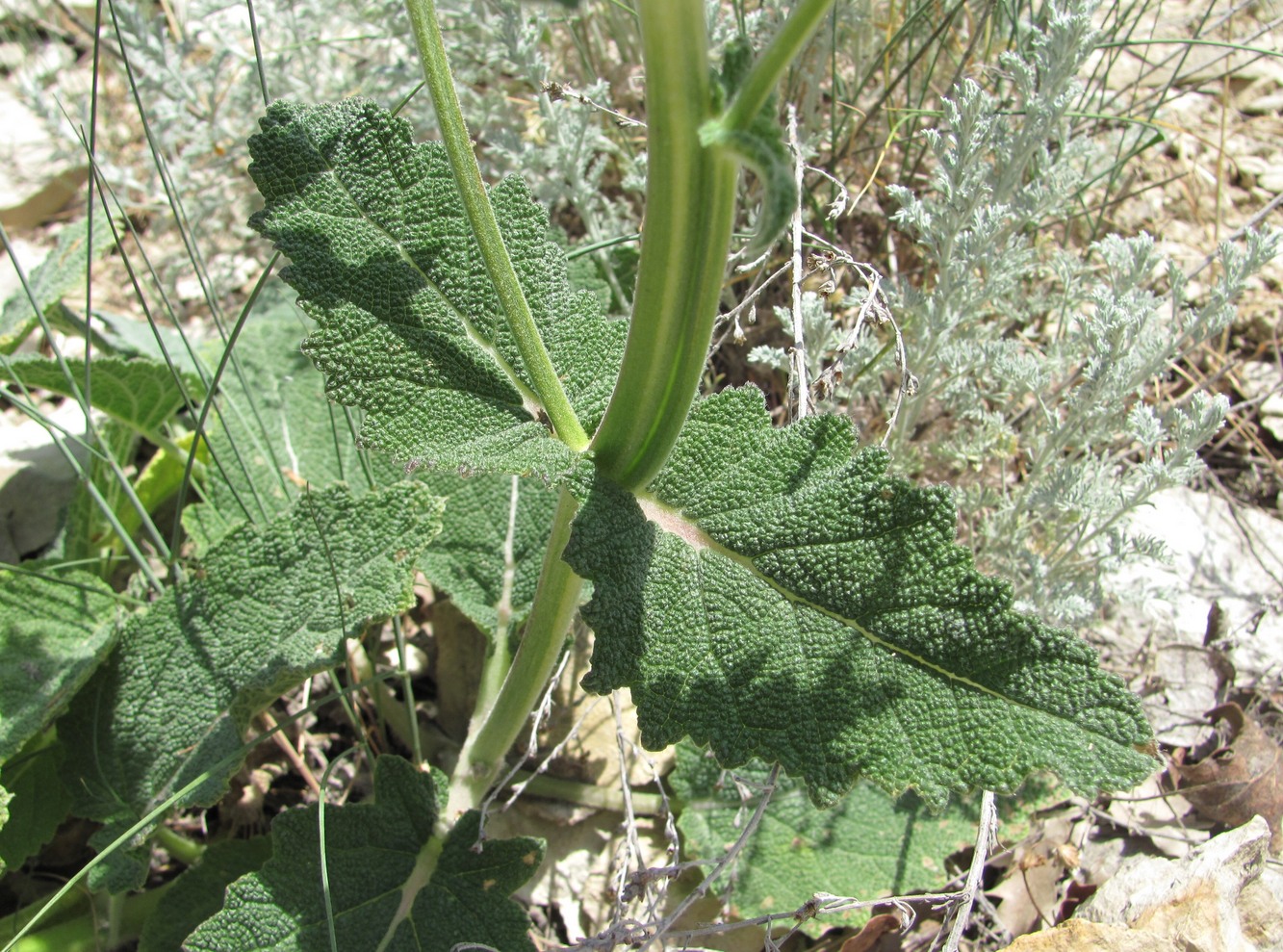 Image of Salvia verbascifolia specimen.