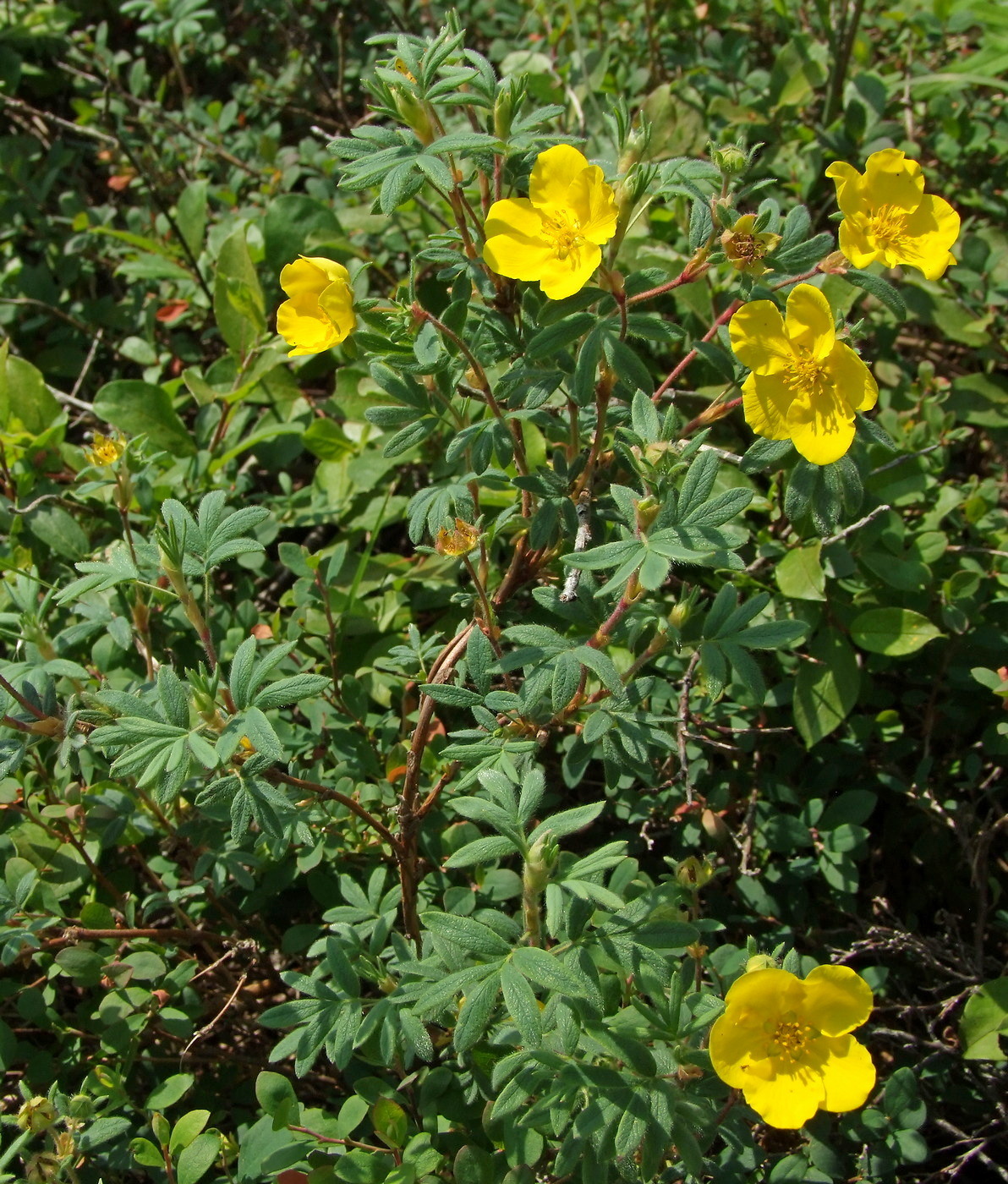 Image of Dasiphora fruticosa specimen.