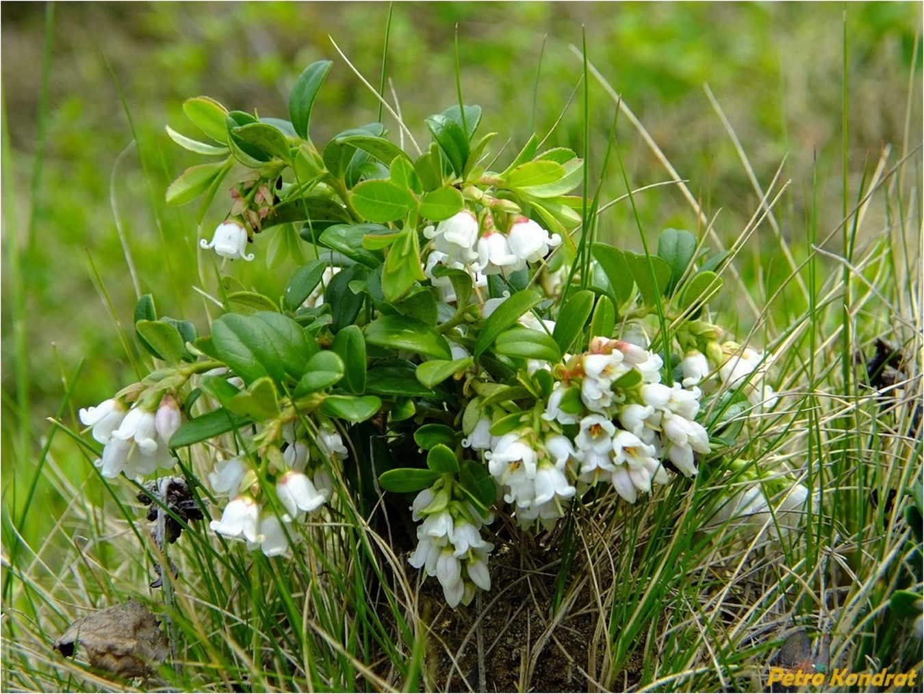 Image of Vaccinium vitis-idaea specimen.