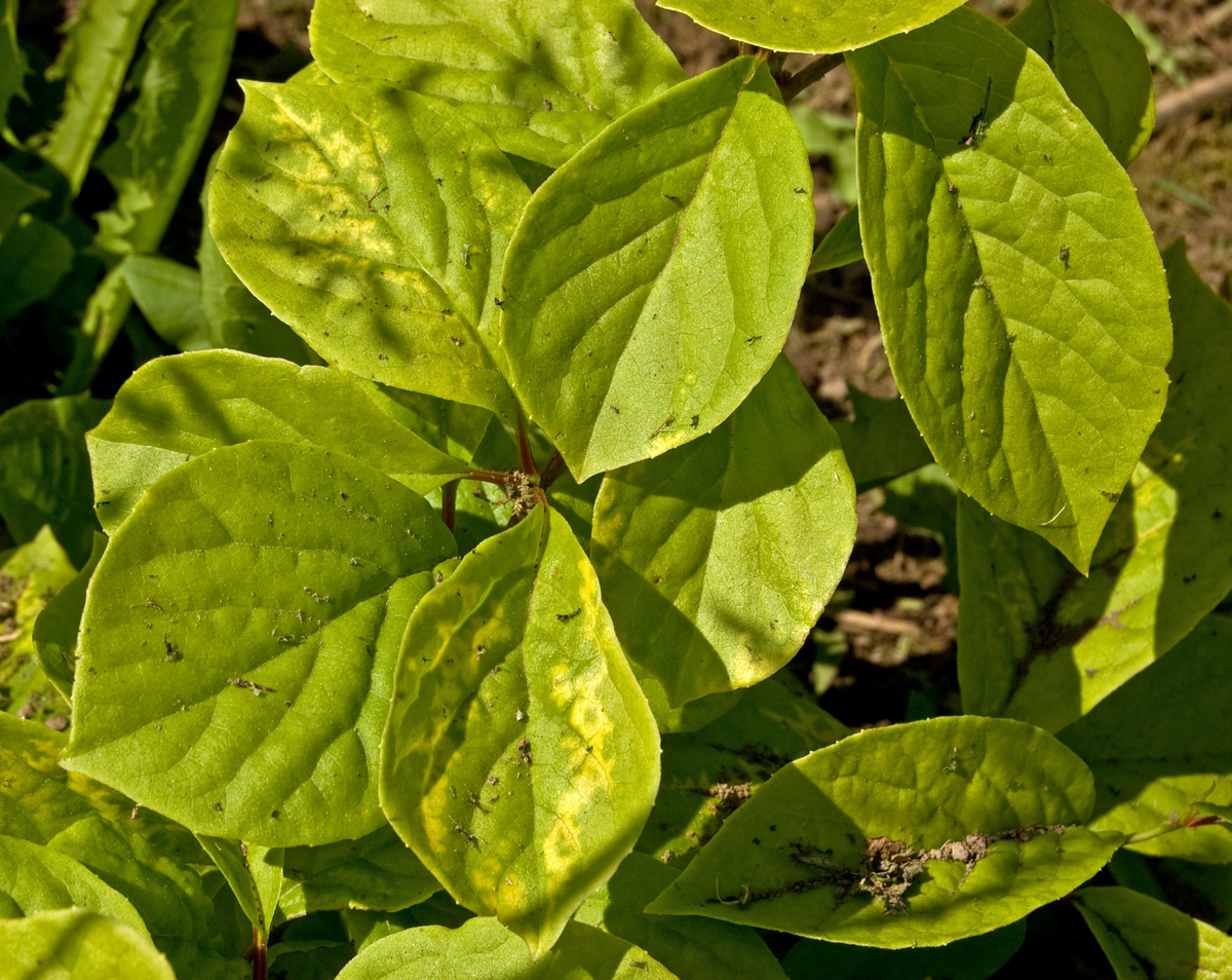 Изображение особи Schisandra chinensis.