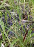 Carex adelostoma