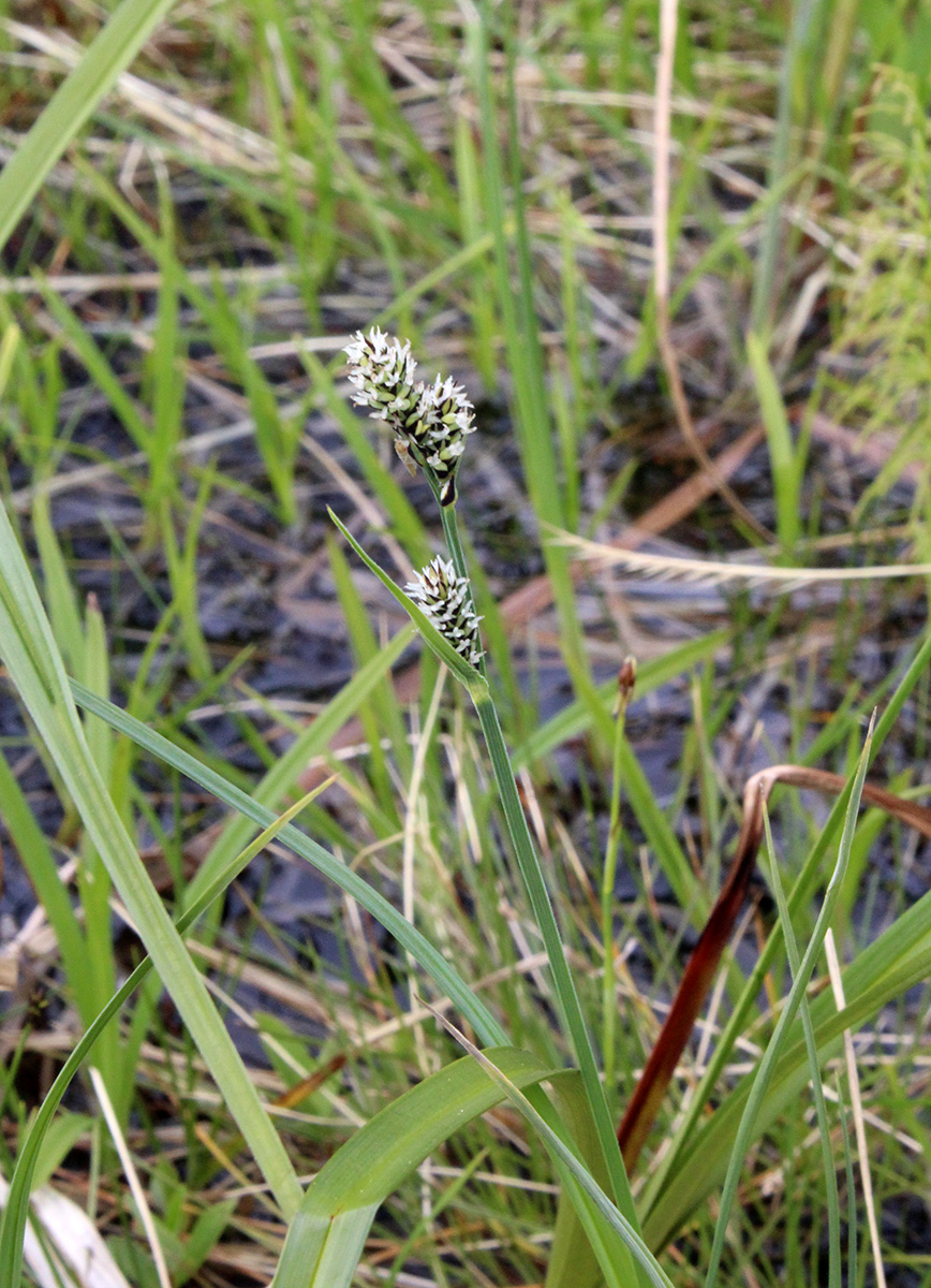 Изображение особи Carex adelostoma.