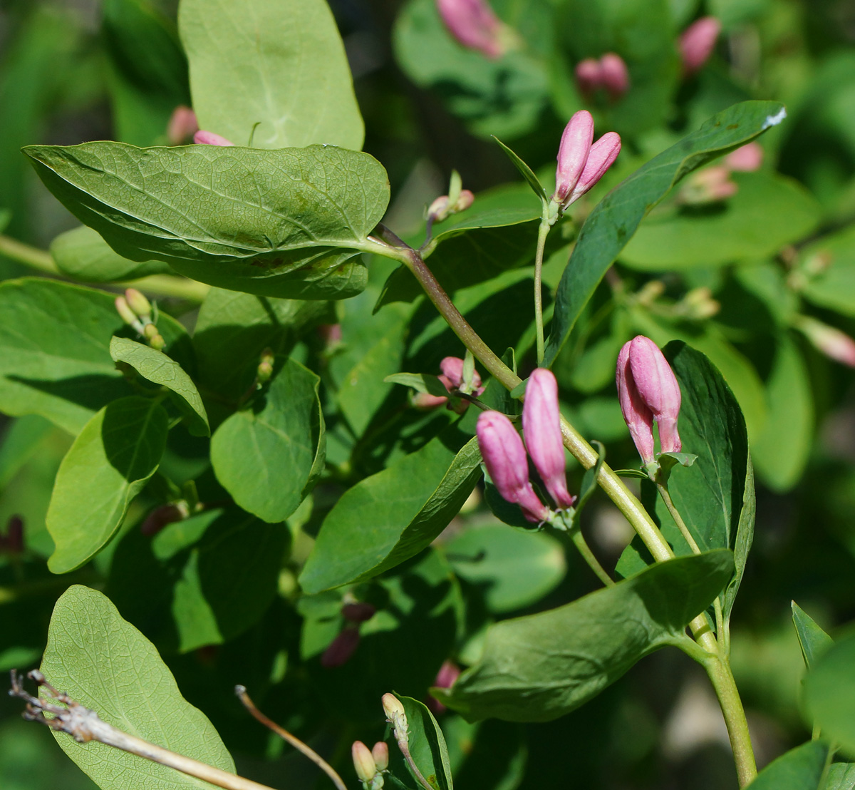 Изображение особи Lonicera tatarica.