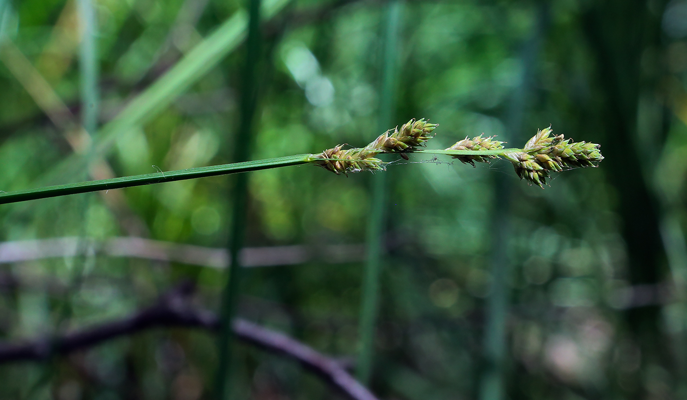 Изображение особи Carex brunnescens.