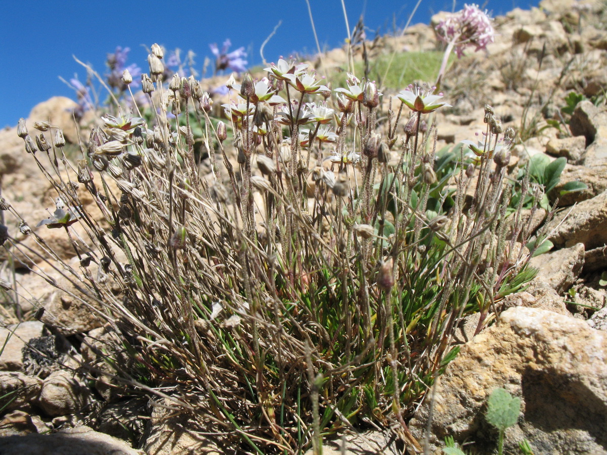 Image of Minuartia verna specimen.