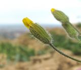 Crepis rhoeadifolia