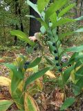 Polygonatum odoratum