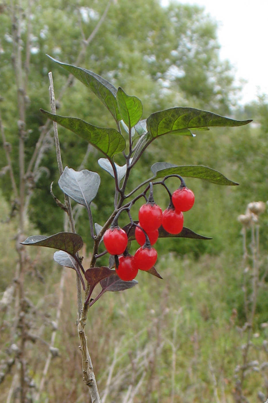 Image of Solanum dulcamara specimen.