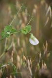 Pisum sativum
