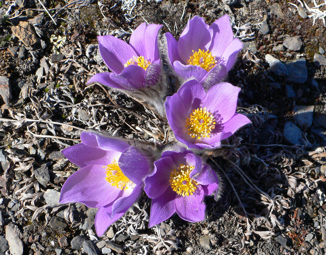 Изображение особи Pulsatilla multifida.