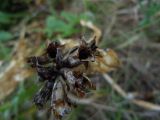 Gentiana cruciata