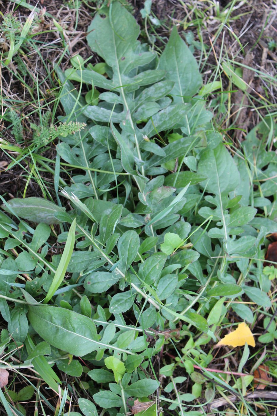 Image of Centaurea scabiosa specimen.
