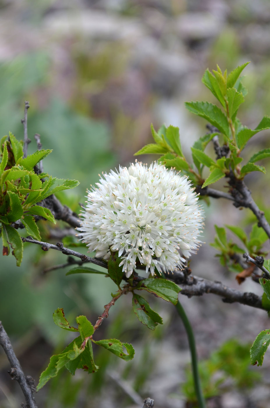 Image of Allium caricifolium specimen.