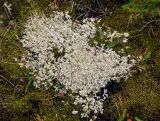 genus Cladonia. Талломы. Исландия, национальный парк Ландманналаугар, поросший мхом участок лавового поля. 02.08.2016.