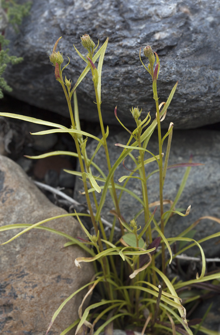 Image of Erigeron lonchophyllus specimen.