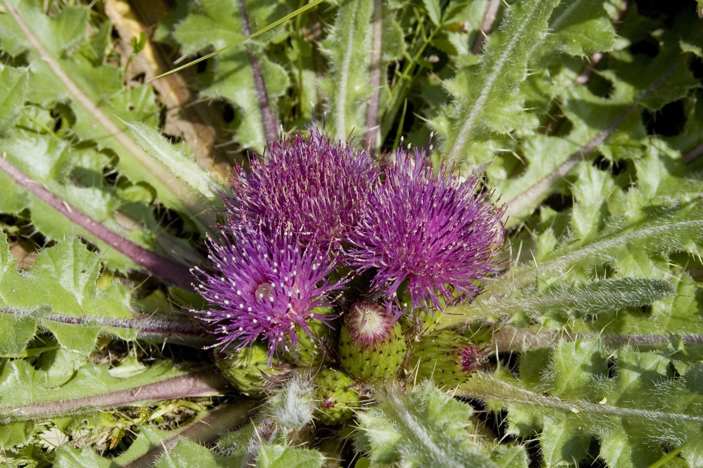 Изображение особи Cirsium esculentum.