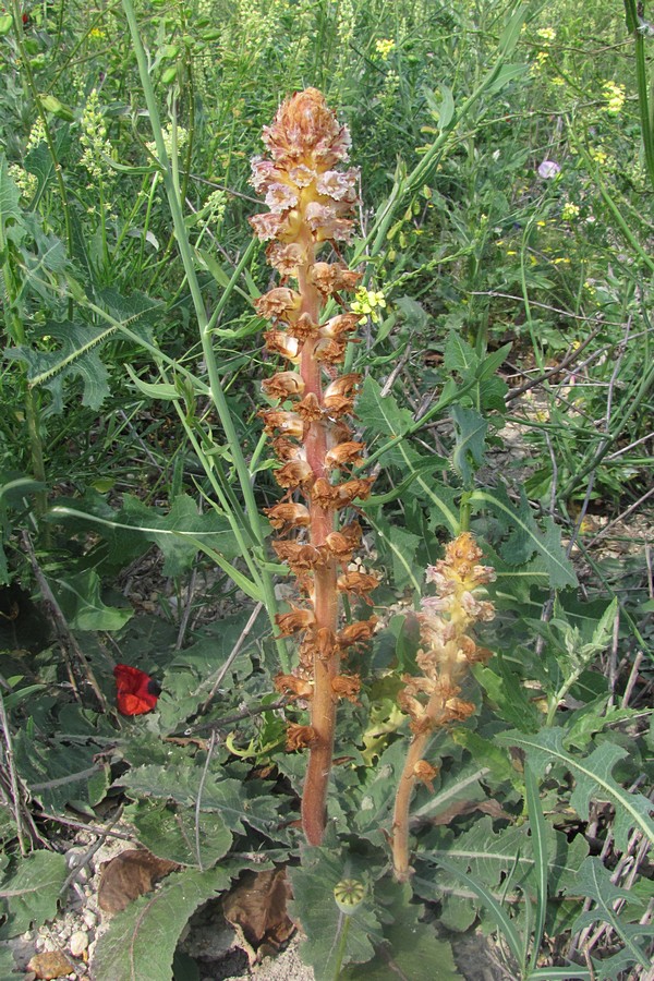 Image of Orobanche minor specimen.