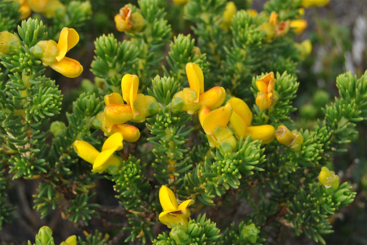 Изображение особи Aspalathus capensis.