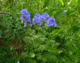 Polemonium caeruleum