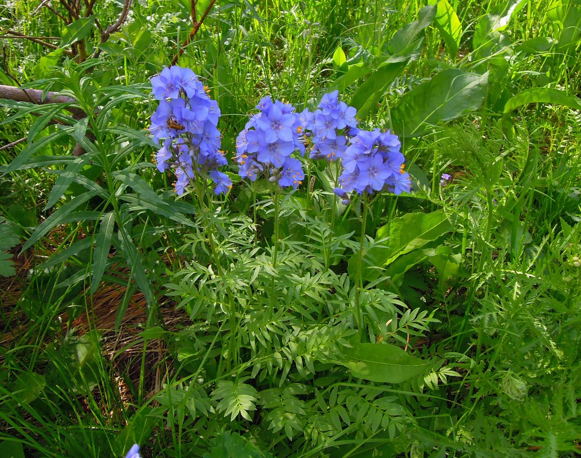 Image of Polemonium caeruleum specimen.