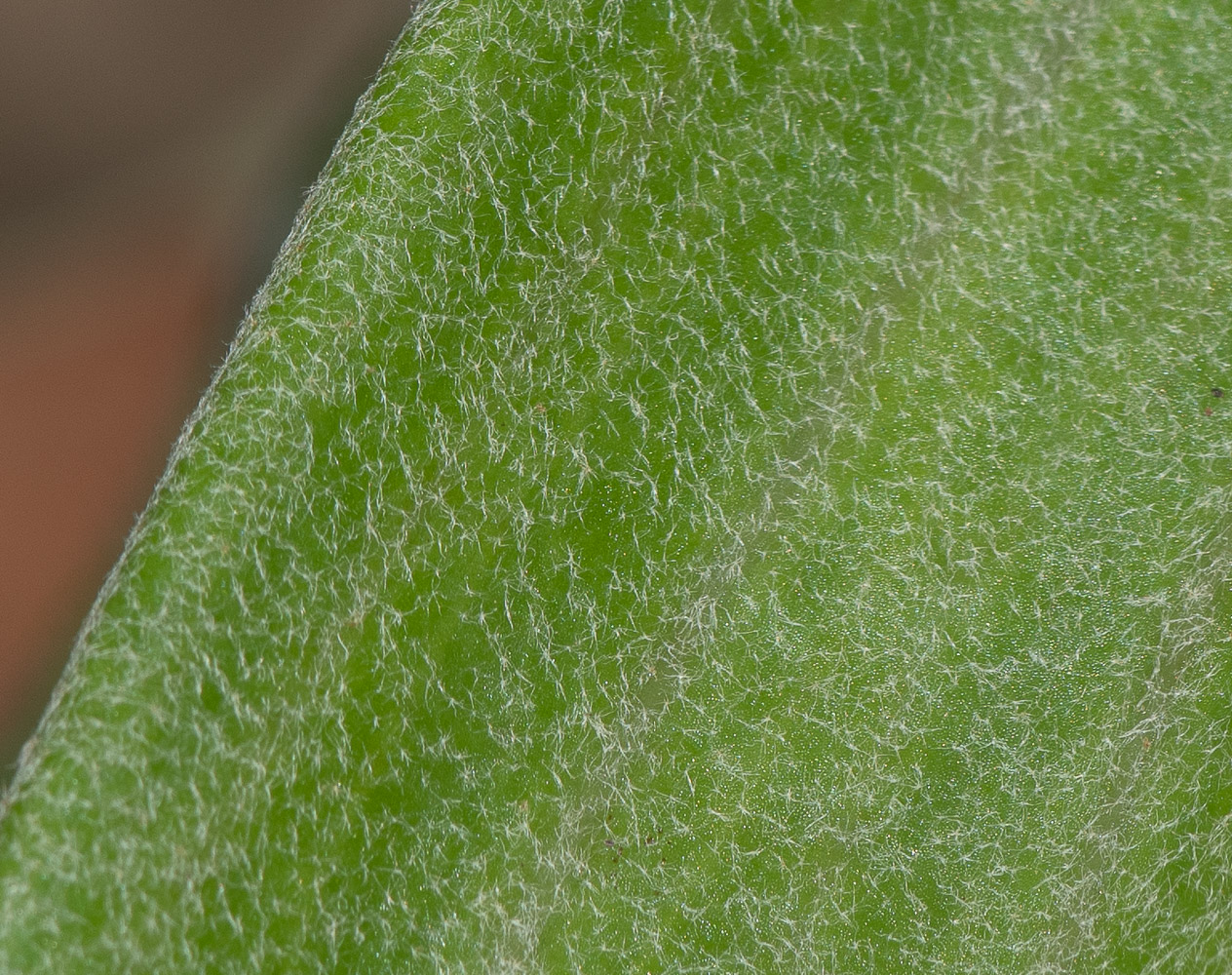 Image of Platycerium bifurcatum specimen.