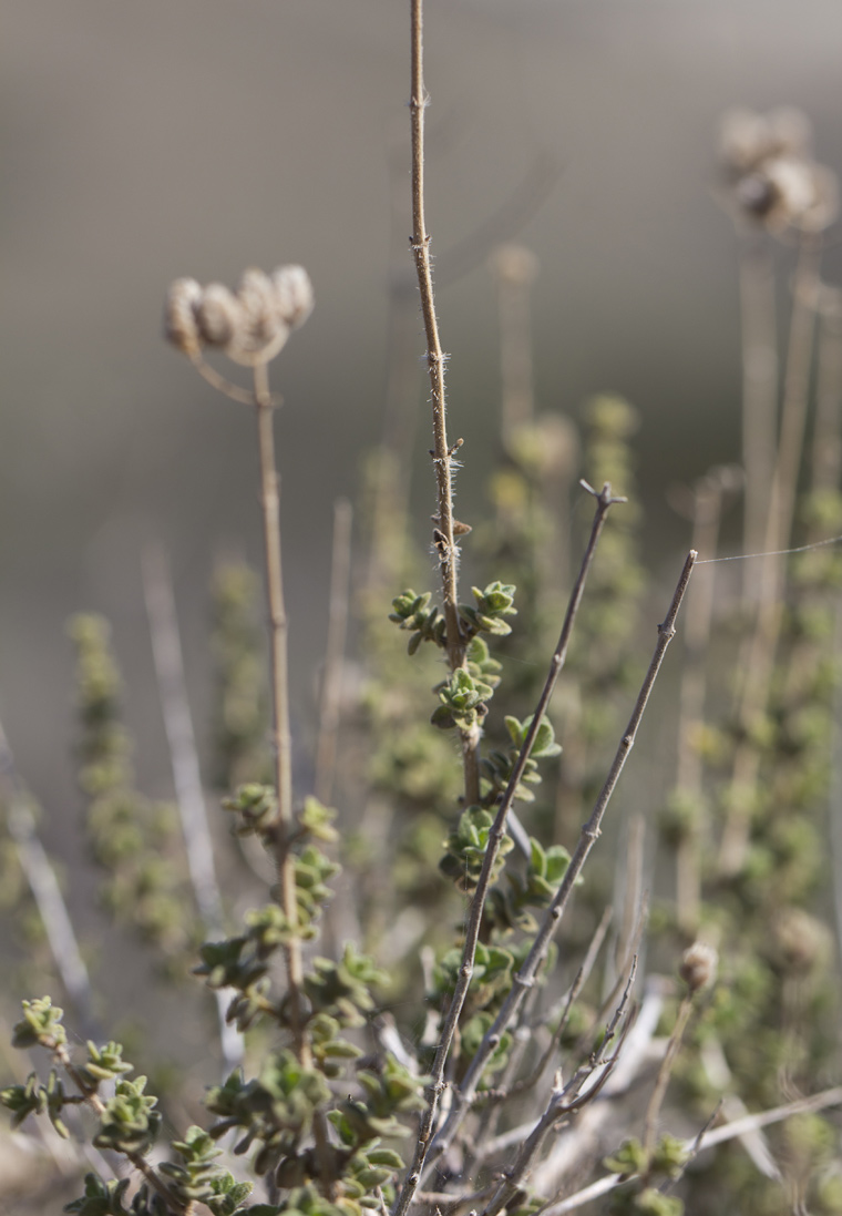 Изображение особи Origanum onites.