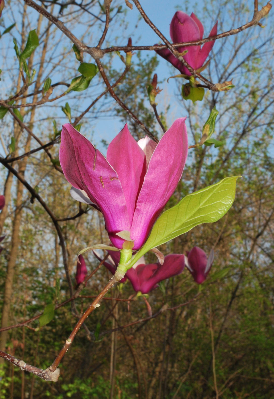 Image of Magnolia &times; soulangeana specimen.