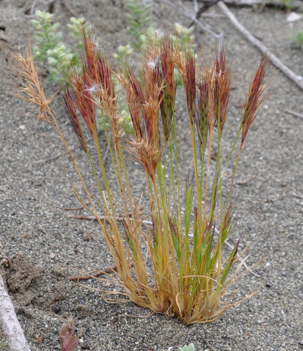 Image of genus Vulpia specimen.